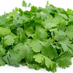 Cilantro Each