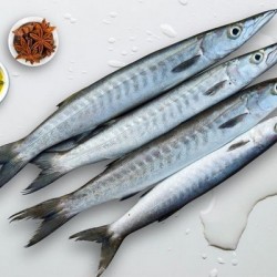 Barracuda/ Sheela/ Oolee