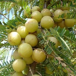 Indian Amla