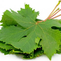 Grape Leaves