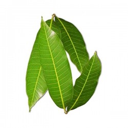 Mango Leaves Lb