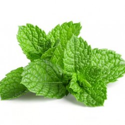 Mint Leaves 1Ct