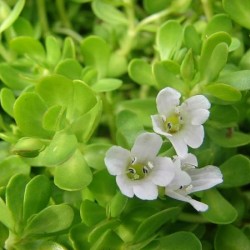 Neer Brahmi Neer Brahmi