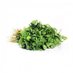 Sirukeerai / Thotakurra