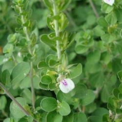 Thavasi Murungai Keerai