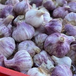 Wholesale Pd Garlic Spainpld