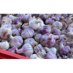Wholesale Pd Garlic Spainpld