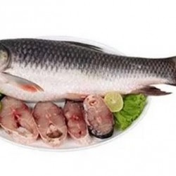 Indian Fresh Rohu