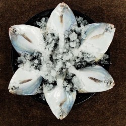 Ind Fresh Silver Pomfret/Vaval