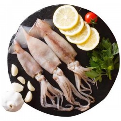 Indian Fresh Squid