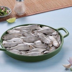 Indian River Shad-Chapila