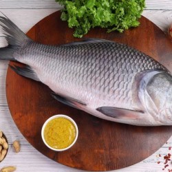 Katla Fish Frozen Whole Fish