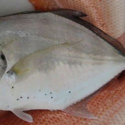 Malabar Trevally/ Paarai
