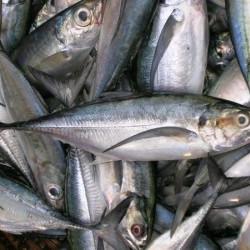 Ob Indian Mackerel Dressed 2Lb