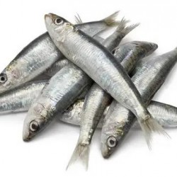 Ob Oman Sardine Dressed 2Lb