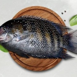 Ob Pearl Spot Dressed 2Lb