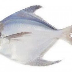 Og White Pomfret 2Lbs