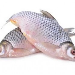 Olive Barb (Puti) 1Kg Saf