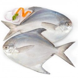 Pomfret White 1 Lb