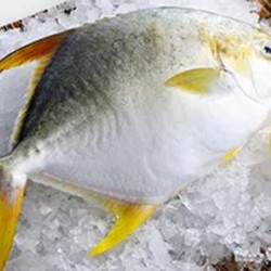Pompano Yellow Frozen Lb