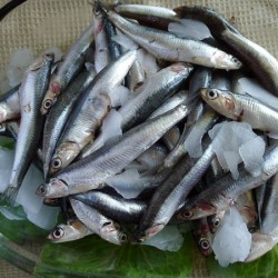 Sea Fresh Anchovy Big