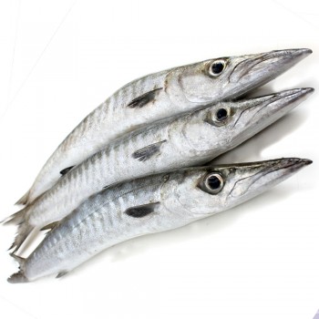 Barracuda, Sheela, Neduva, Jellow, Kandai