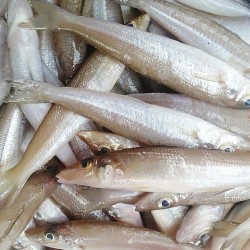 Lady fish, Kilangan, Poozhan, Kane