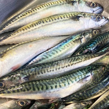 King Fish, Vajjiram, Kadal Viral