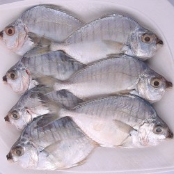 Silver Belly Fish, காரப்பொடி, താലി മുള്ളൻ,  కార, ಕುರಿಚಿ Silver Belly Fish, காரப்பொடி, താലി മുള്ളൻ,  కార, ಕುರಿಚಿ