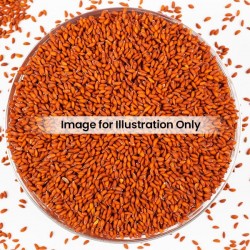 Asario Seeds 100G