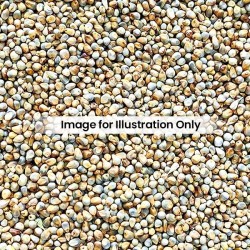 Pearl Millet 910G