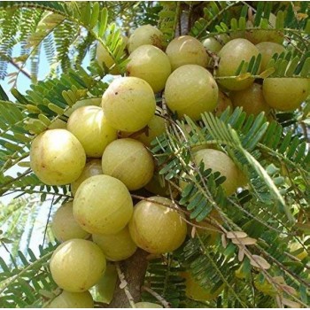 INDIAN AMLA