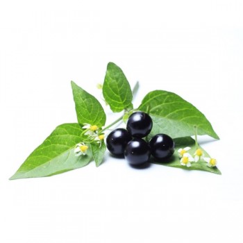 MANATHAKKALI /BLACK NIGHTSHADE