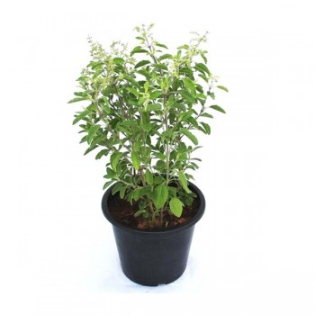 TULSI PLANT