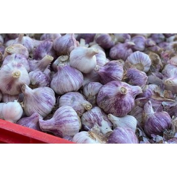 WHOLESALE PD GARLIC SPAINPLD