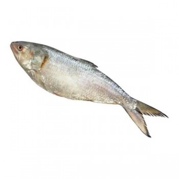 HILSA 6/8 -7/8