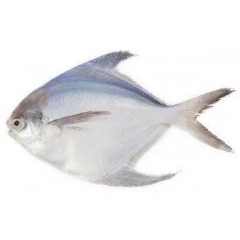 OG WHITE POMFRET 2LBS