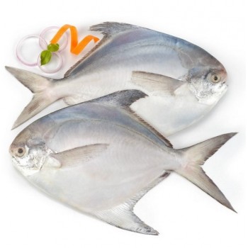 POMFRET WHITE 1 LB