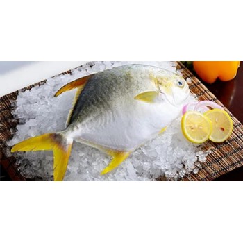 POMPANO YELLOW FROZEN LB