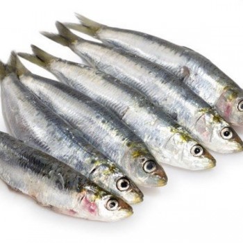 Sardine Whole 5Lb